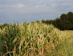 D70 4943 DxO
