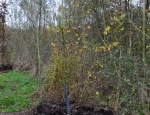 D32 4553 bewerkt 1