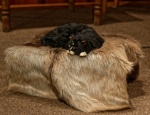 D70 6889 DxO